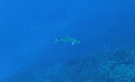 Um atum nos acompanha durante mergulho na Ilha da Páscoa, território chileno no meio do Oceano Pacífico